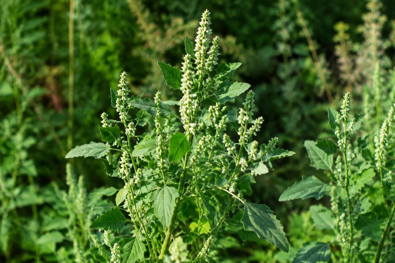 Chénopode : cette herbe sauvage comestible à cuisiner absolument
