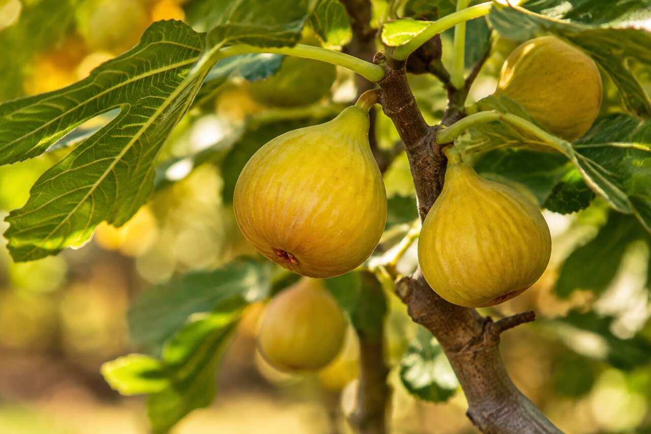 Pourquoi la figue est le fruit d’or de l’automne Pourquoi la figue est le fruit d’or de l’automne